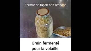 f01 Nourrir sa volaille avec du grain fermenté