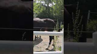 Let's be a Cowgirl Sometime  #horse  #cowgirls  #nature  #entertainment  #asmr