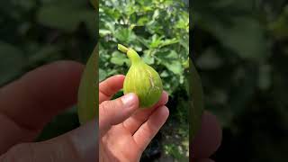 Aconetana - Philly Italian Heirloom Fig #fig #figtree #figboss #gardeningtips #fruittrees