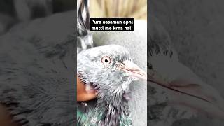 madrasi kabutar #shorts #viral #pigeon #nafeespigeon