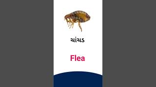 Flea meaning in Gujarati - English Dictionary