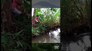 DILUARDUGAAN... TERNYATA ADA BABON NILEMNYA #shorts #microfishing #mancingnilem #mancingliar #short