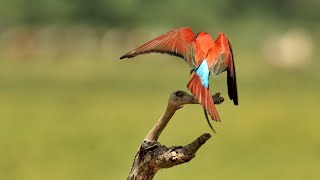 Vögel in Afrika_R bis Schr_Bildershow