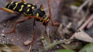 Plagionotus Arcuatus with some strange disease