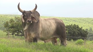 big bull #cow #bigbull #farmer #shorts