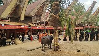 Penerimaan Tamu di Ritual Rambu Solo' TORAJA Di Tallunglipu