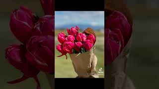 Pink Tulips. Skagit Valley Tulip Festival April 2024