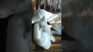 Kambing lucu, intip anak kambing sedang tidur #shorts