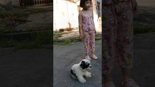 I have lovely cute dogs and puppies #shorts #cute #dog #puppy #puppies  #animals #youtubeshorts