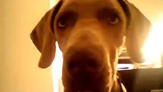 Weimaraner