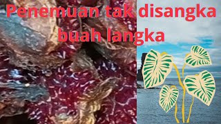 buah langka hampir punah parahulu#berkebun #berkebundirumah #pertanian #petualangan