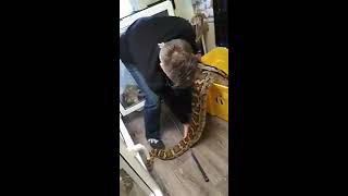 #Tigerpython/#indianrockpython #pythonmolurus / Umsetzen in Transportbox.#schlange #serpent #python