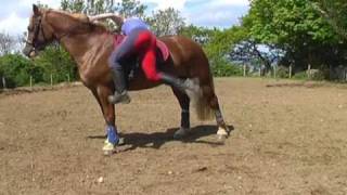 FUNNY HORSE FAIL