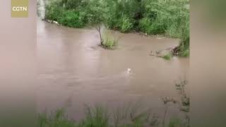 Mother dog jumps into floodwater to save her puppy in China