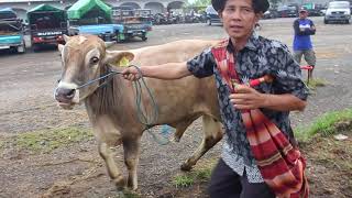 Sapi Bakalan Stok Melimpah Paska Idul Adha