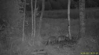 Jenotsuņi pie kārumiem/Racoon Dogs want something Sweet