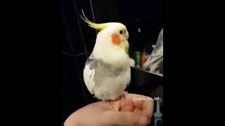 Funny And Smart Parrots #shorts #talkingparrot