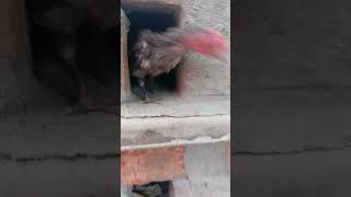 Black Chicks Came Out of the House Slow Motion #ColorChicks #ChicksVideo #AnimalTheater