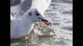 Kohlenbergteich Brandis _ Lachmöwen _ laughing gulls _ #Vogelbeobachtung