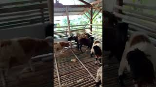 kambing domba untuk akikah hari ini naik #shorts