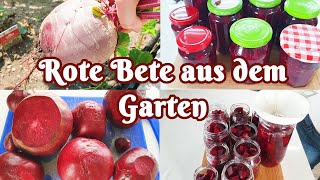 Rote Bete aus dem Garten