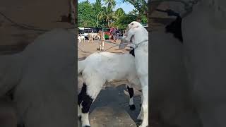 Kambing Bakalan Jantan  Super istimewa