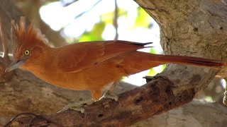 CASACA-DE-COURO (Pseudoseisura cristata)  Cacuruta, carrega madeira, joão-de-moura, casaca-vermelha