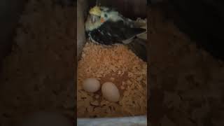 Cockatiel eggs