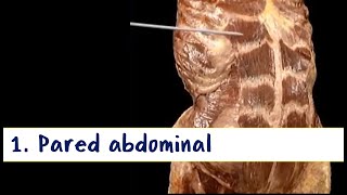 Cavidad abdominal - 1. Paredes y Cavidad abdominal