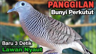 Perkutut lokal gacor suara paling cocok untuk pancingan burung perkutut agar bunyi