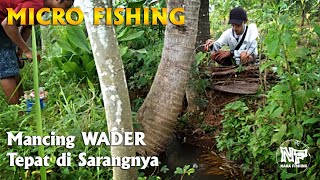 Rejeki Nomplok || Mancing wader tepat di sarangnya  #microfishing #nakafishing #mancingwader