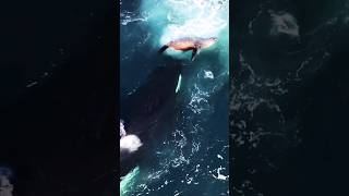 Killer Whale Orca Dives Next to Seal#Shorts