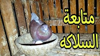 #شَمشُون اتجنن🤦🏽😡 والحمام اشتغل 😍🥰 هنعمل ايه #pigeon