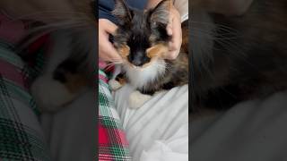 cat enjoying massage #cat #pets #massage #trending #funny #viralvideo #shorts #cats #catlover #cute