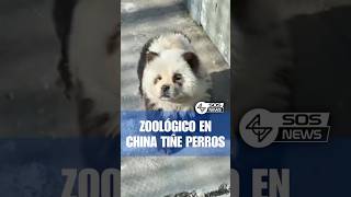 🔴Zoológico en China tiñe perros como pandas🐼 #noticias #noticiasenespañol #viralshorts