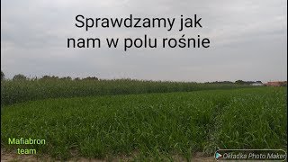 Sprawdzamy jak nam w polu rośnie