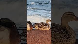 A duck date at the beach ⛱️ 🦆 🦆