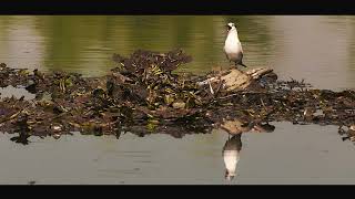 The World’s Most Beautiful Bird Photography