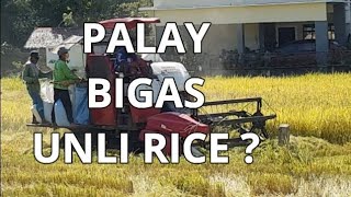 HARVEST SEASON | How RICE is made?