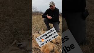 beautiful coyotes on the trapline #lonebowhunter #Trappingseries