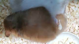 Teddy Bear Hamster - Courting Behavior