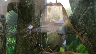 Female Angelfish lays eggs again ; male angelfish fertilizes