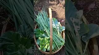 Harvest Some Vegetables in My Garden || Panen Beberapa Jenis Sayuran Di Kebunku