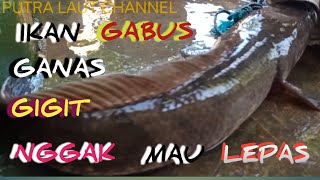 Ikan gabus sungguh ganas gigit kantong nggak mau lepas