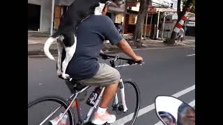 GOWES SANTAI - ANJING NAIK PUNGGUNG MAJIKAN DIATAS  SEPEDA