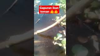 ikan toman lagi kawal anakan ribuan @djviralindonesia60