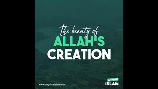 The Beauty of Allah's Creation