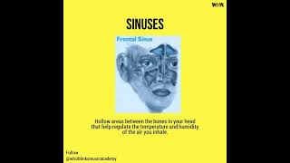 SINUSES