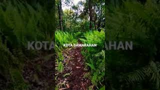 Walking into the jungle | Borneo | Sarawak | Kota Samarahan