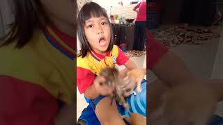 angkat kucing